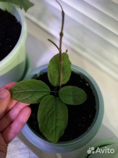 Клеродендрум Томпсона