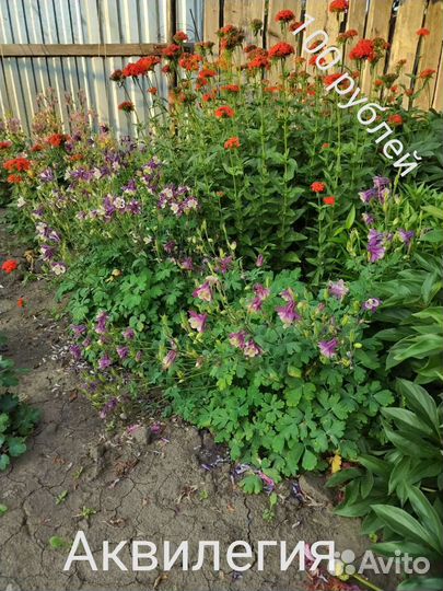Аквилегия