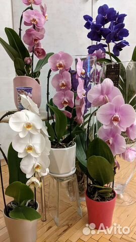 Орхидея подарочный каскад