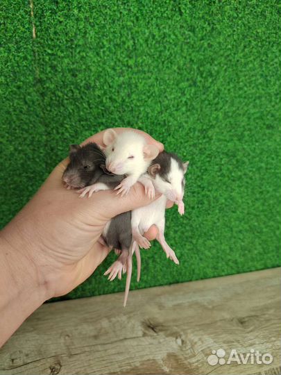 Крыса Дамбо и Дамбо Рекс