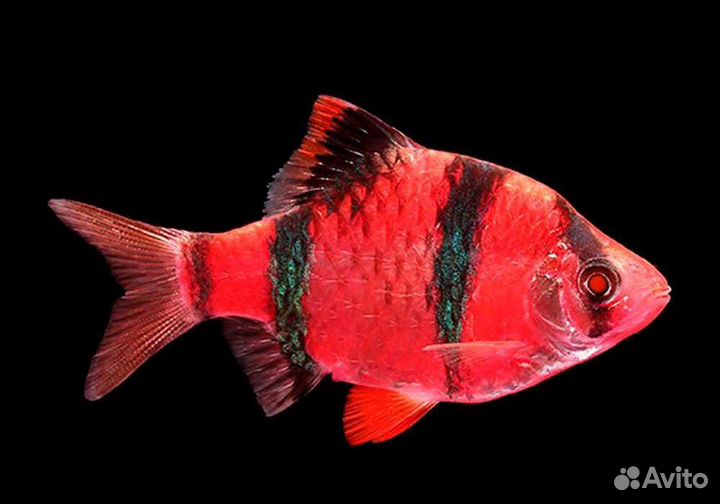Аквариумная рыба