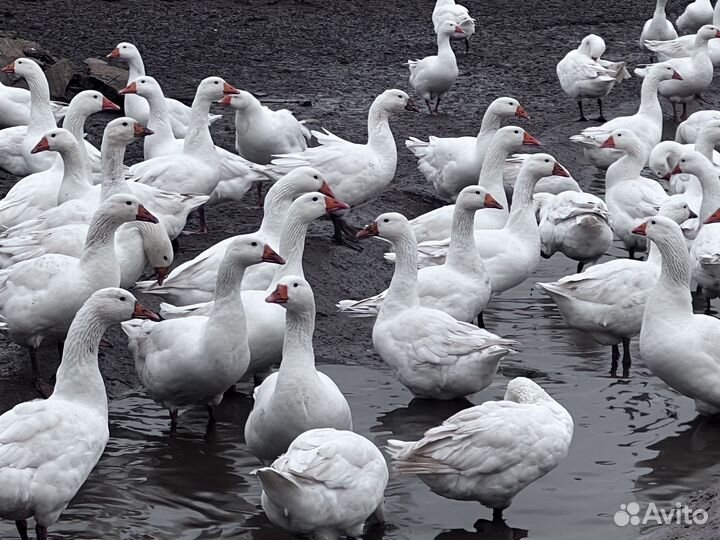 Гуси итальянки возраст 4 месяца