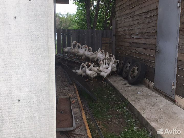 Курочки Молодки, Бройлер Подращенный, Утка