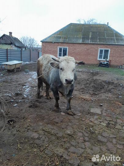 Продажа животных