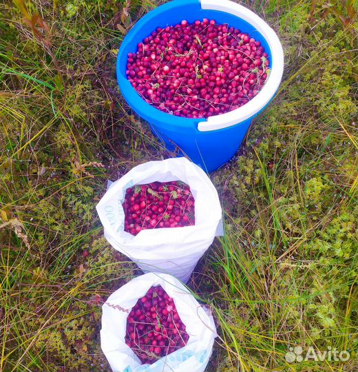 Клюква и брустника