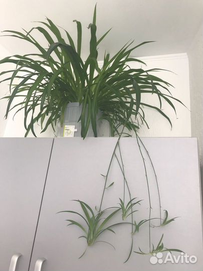 Мир Хлорофитумов