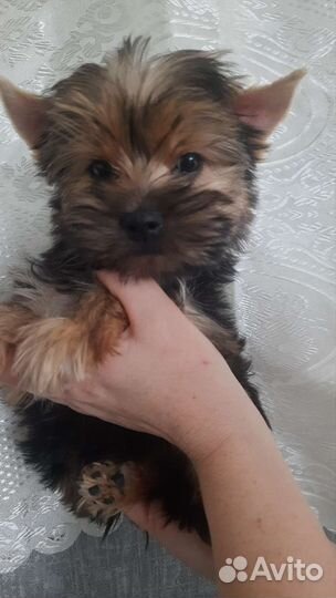 Йоркширский терьер