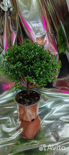 Мирт дерево