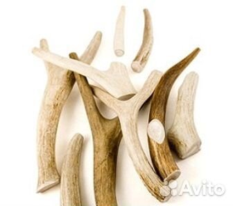 Рога оленя для собак