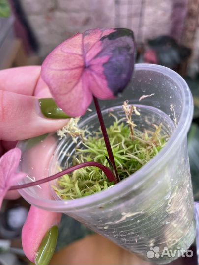 Алказия серендипити