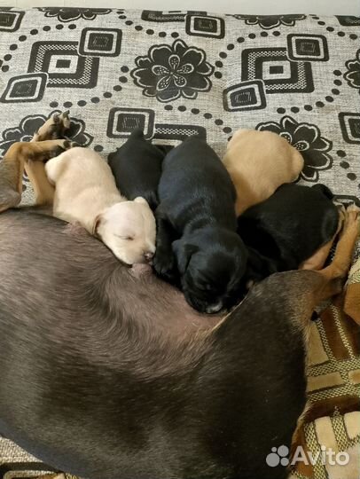 Щенки