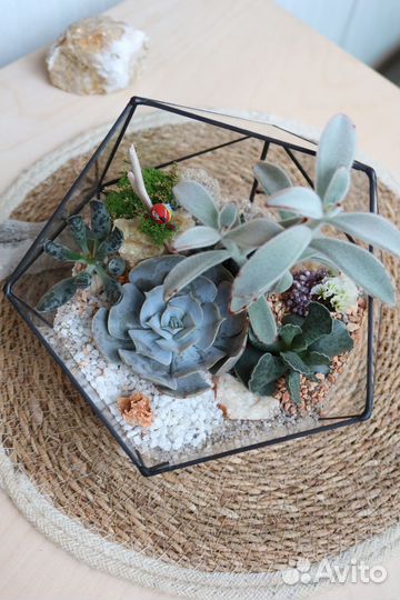 Флорариум кактусы