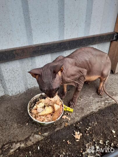 Кот ищет дом