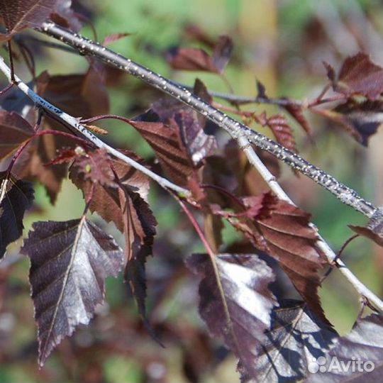Берёза Юнги, Трост Дварф, Пурпуреа, Роял Фрост