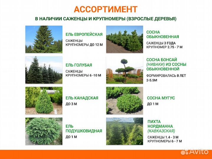 Лиственные деревья от производителя