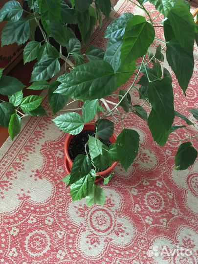 Комнатные цветы китайская роза