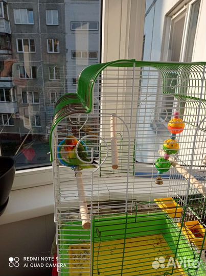 Попугай неразлучник. Нужен мальчик для птенцов