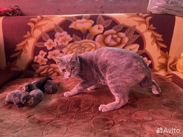 Котята курильский бобтейл