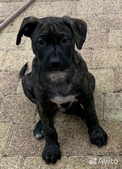 Щенок питбуля