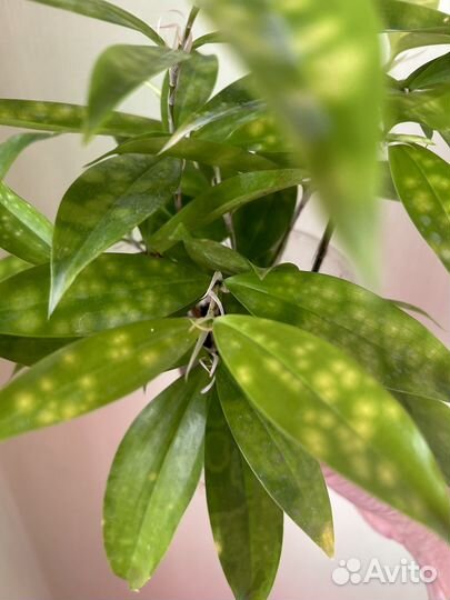 Драцена Суркулоза