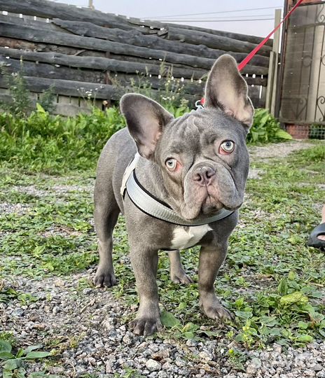Французский бульдог