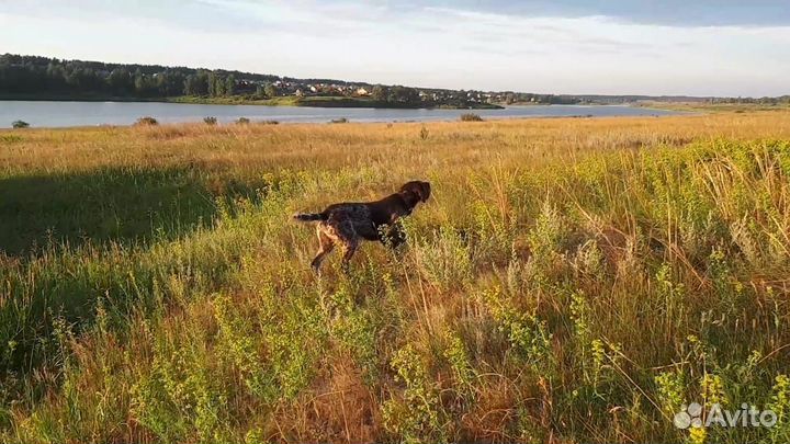 Щенки породы Дратхаар