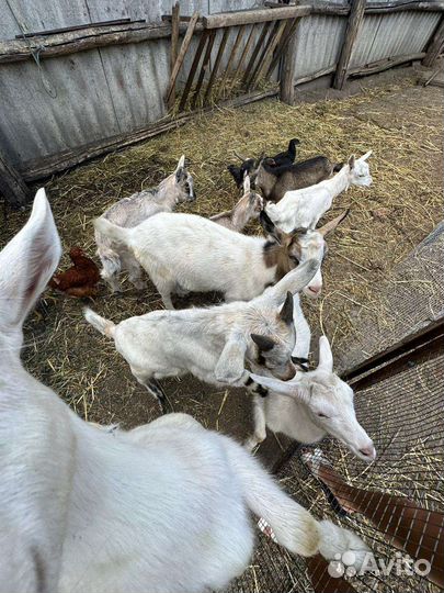Козлята