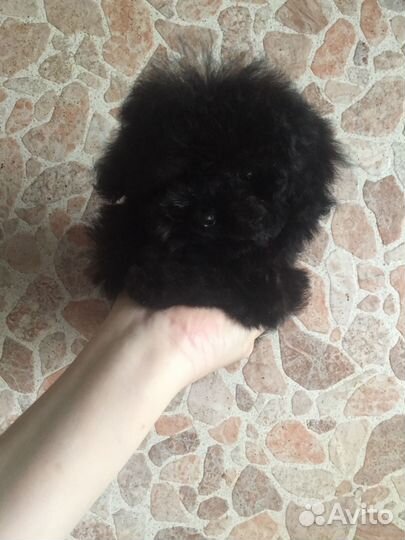 Micro teddy poodle Кора