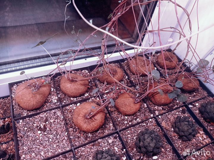 Стефания Эректа