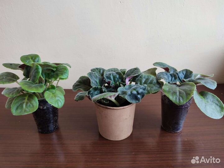 Фиалка сортовые Playful Spectrum