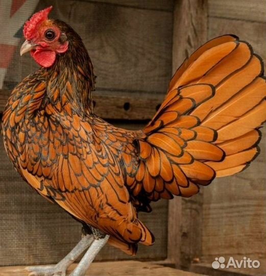 Сибрайт золото