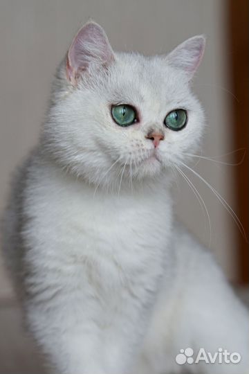 Серебряная шиншилла девочка