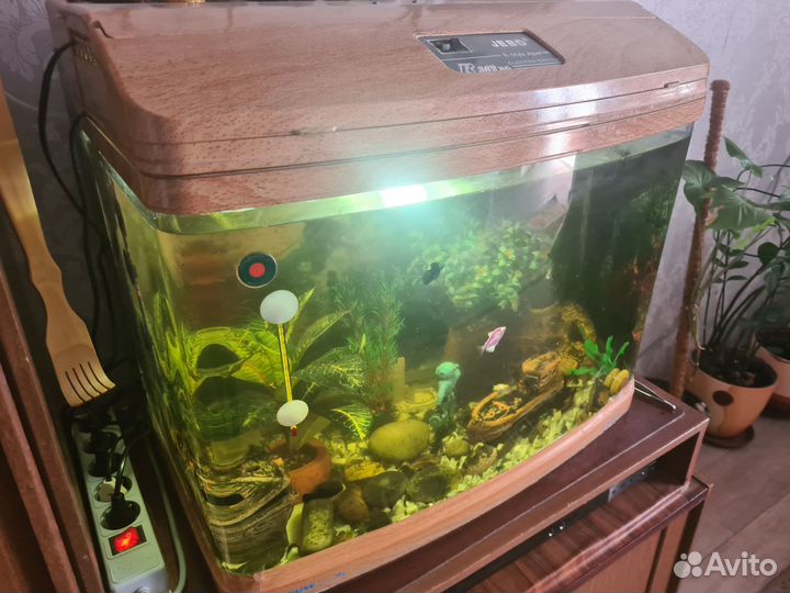 Аквариум с рыбами