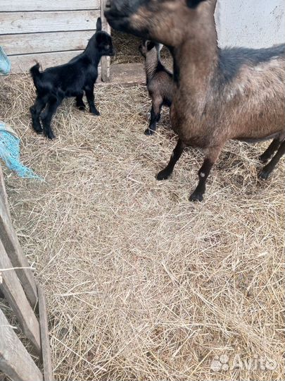 Коза дойная