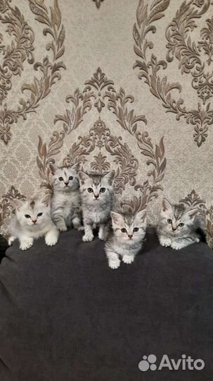 Отдам котят в хорошие руки