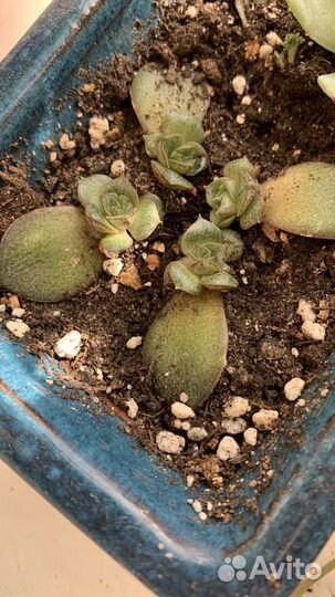 Эхеверия детки суккуленты