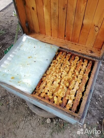 Продаю семью с медом можно с ульем