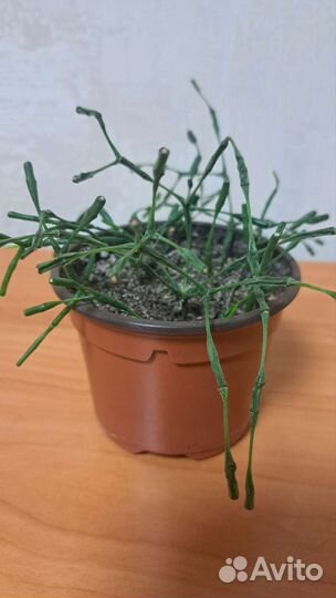 Кактусы и суккуленты