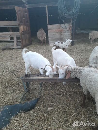 Зааненские козы