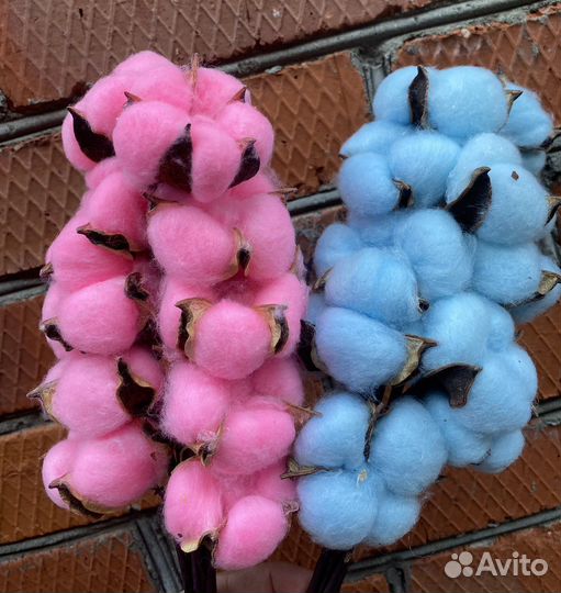 Хлопок сухоцвет