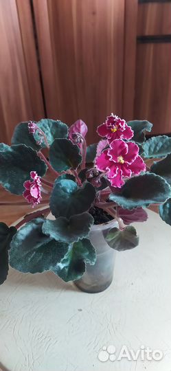 Сортовые фиалки