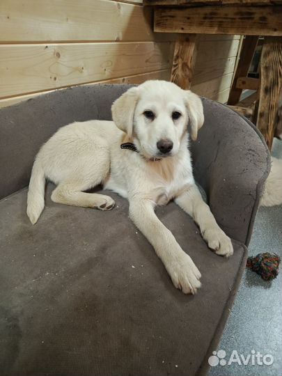 Щенок в добрые руки