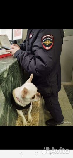 Вязка белого чихуахуа. Мини. Челябинск