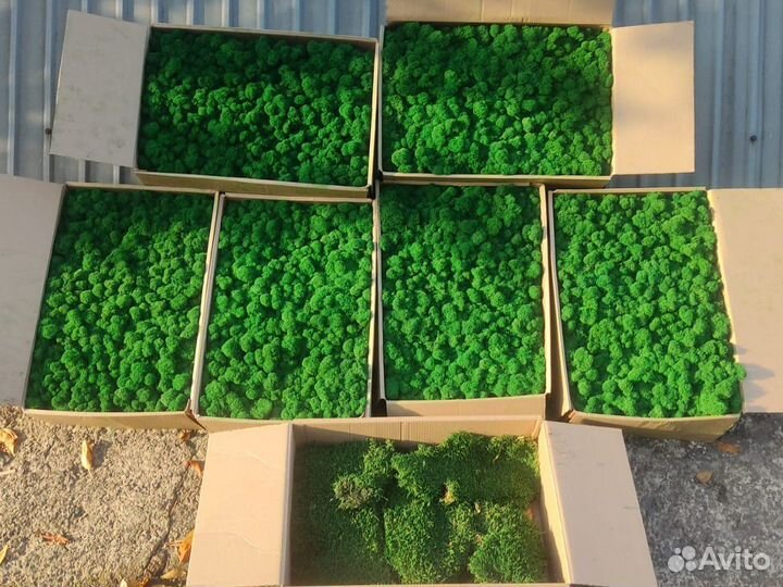 Стабилизированный мох