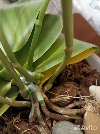 Орхидея фаленопсис