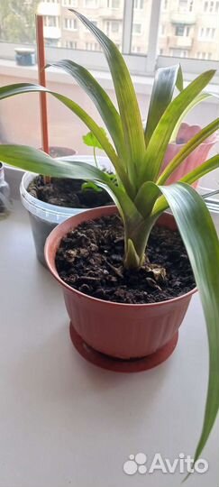 Бромелия, циперус