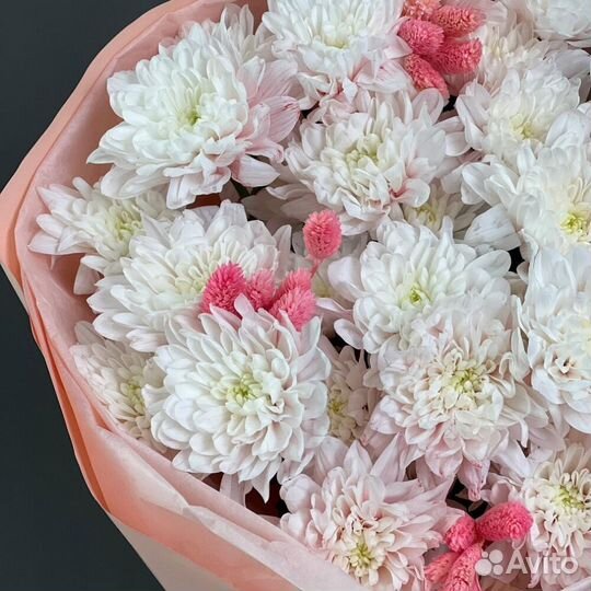 Хризантема 