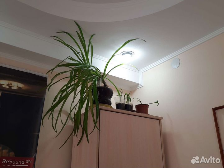 Хлорофитум 70см в керамике