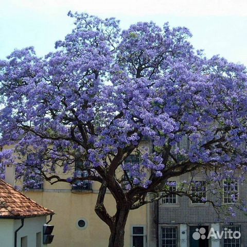 Декоративное дерево павловния павлония медонос