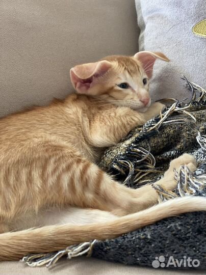 Ориентальный кот